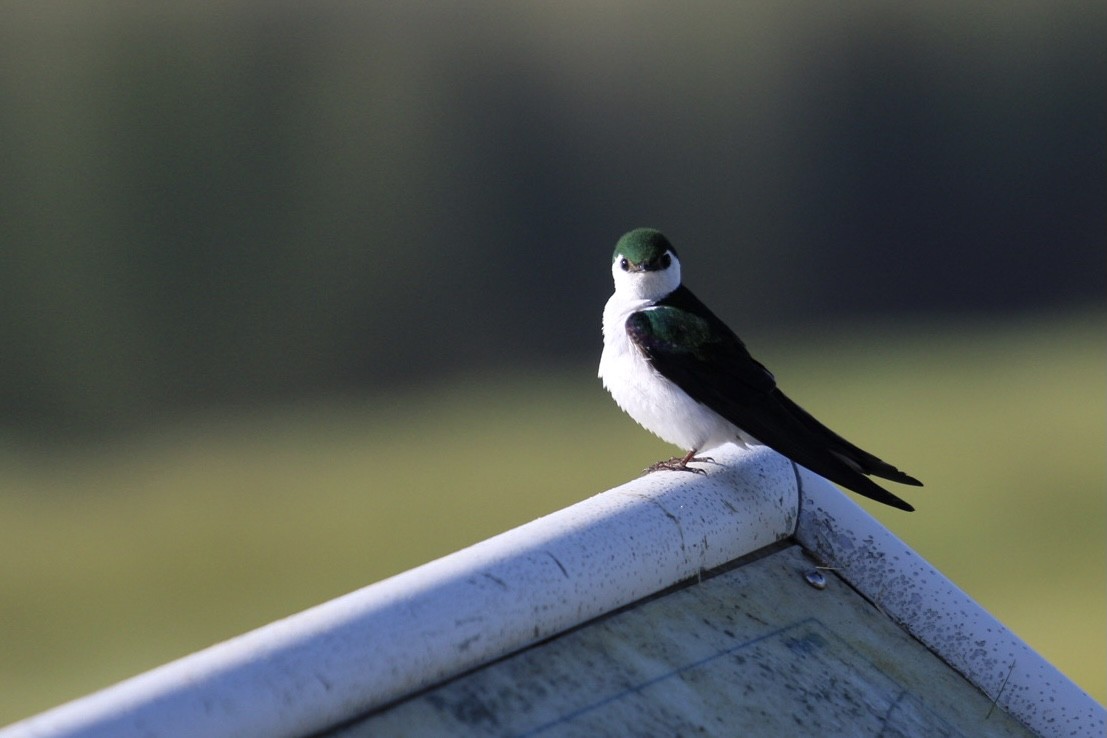 Violet-green Swallow - ML345169741