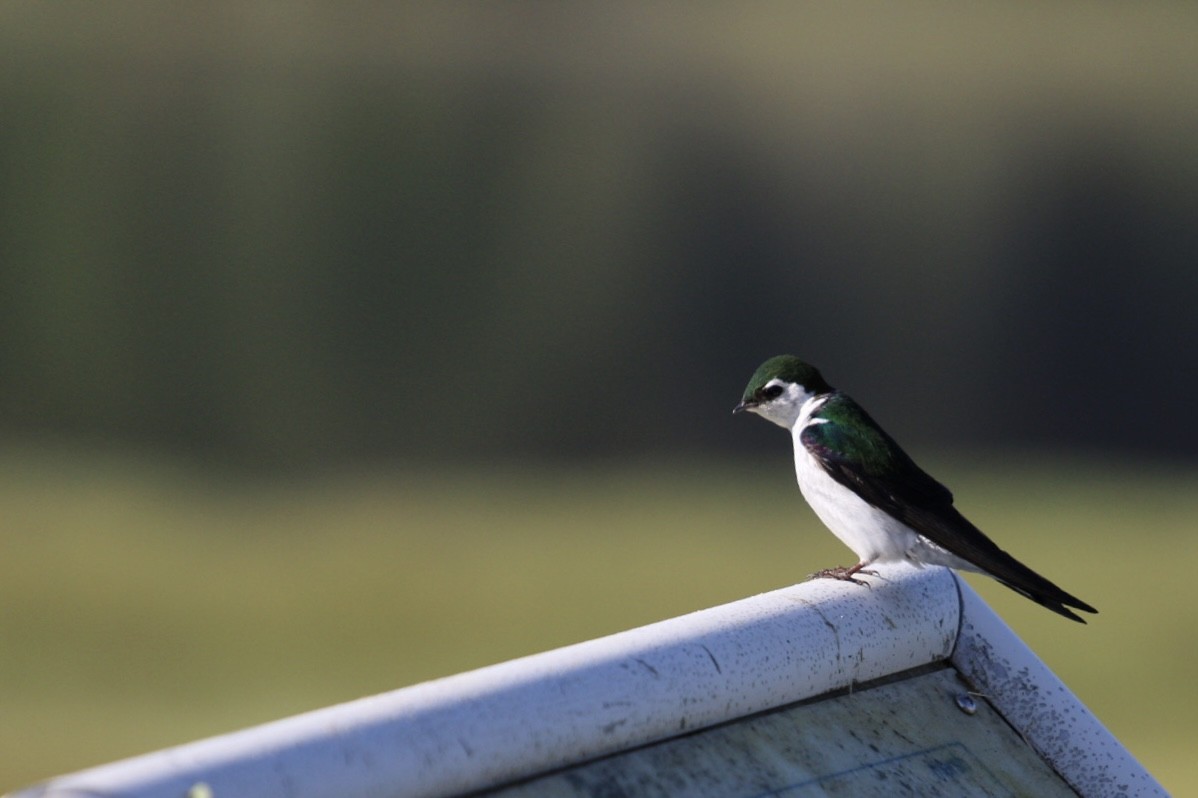 Violet-green Swallow - ML345169751