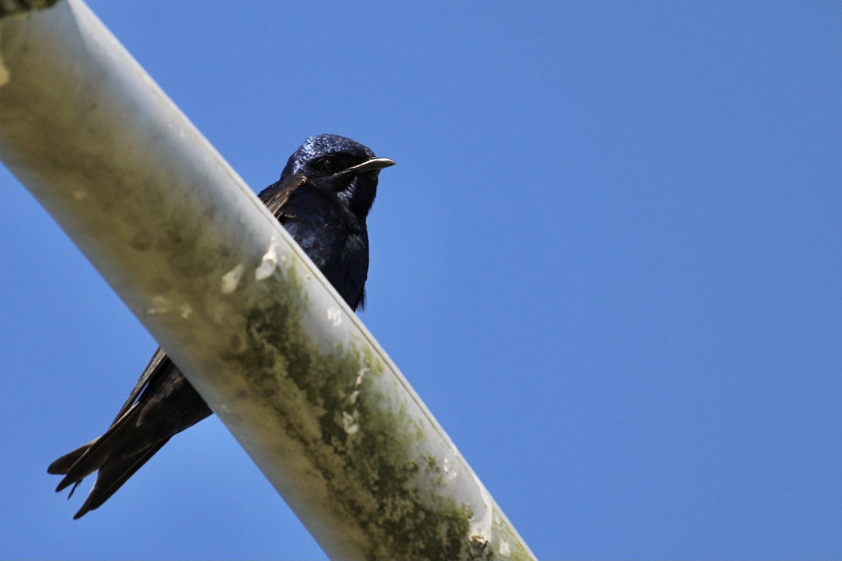 Golondrina Purpúrea - ML345169781