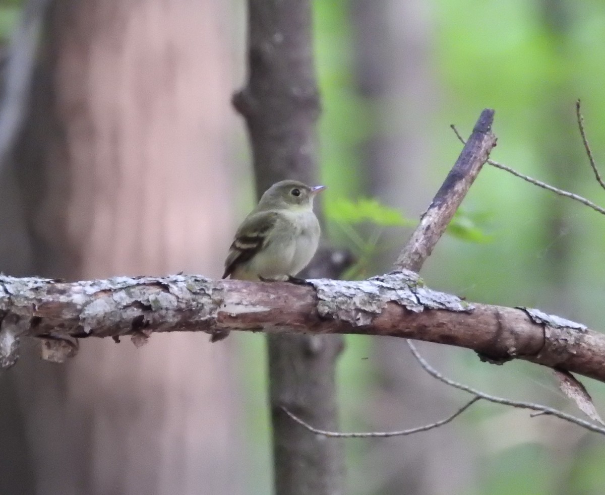 Acadian Flycatcher - Andy McGivern