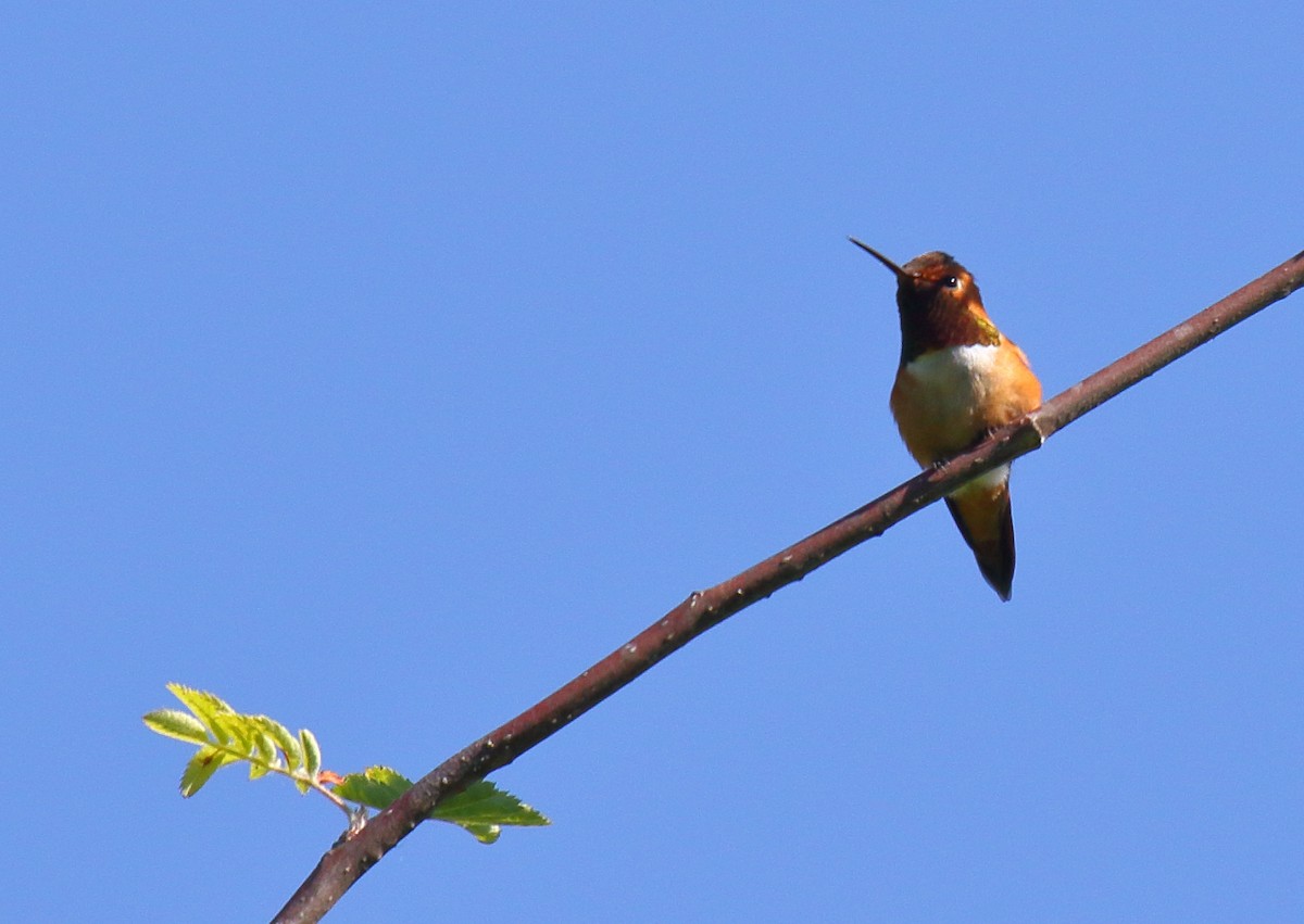 Rufous Hummingbird - Greg Gillson