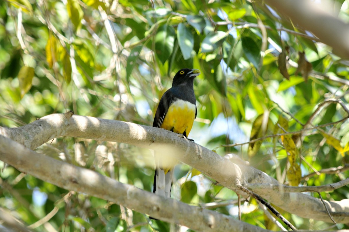 trogon žlutobřichý - ML34517401