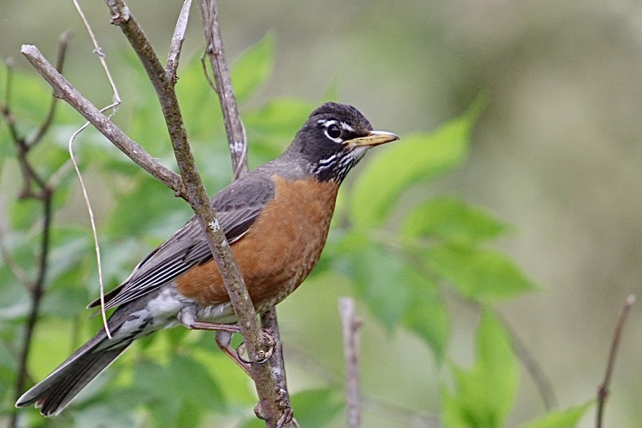 American Robin - ML345174041