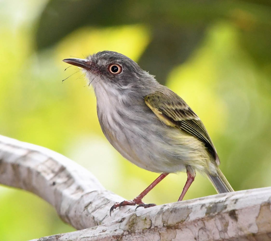 Pearly-vented Tody-Tyrant - ML345175221