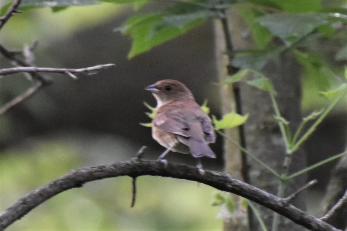 Passerin indigo - ML345177031