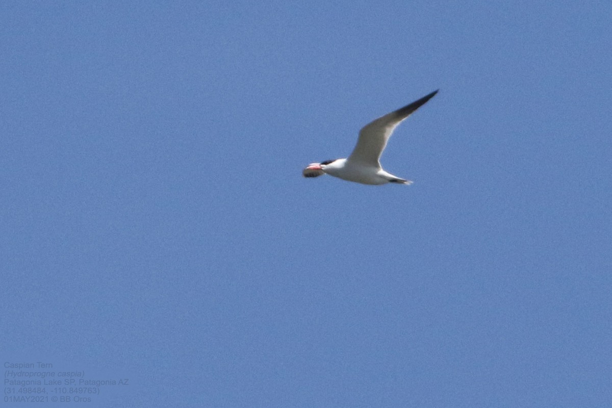 Caspian Tern - ML345177431