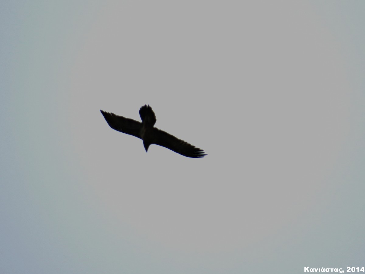 Bearded Vulture - ML345182791