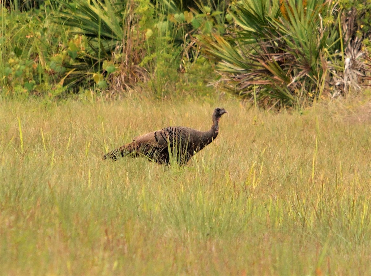 Wild Turkey - ML345184881