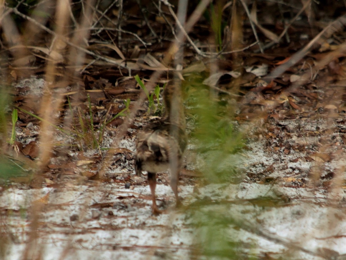 Wild Turkey - ML345184921