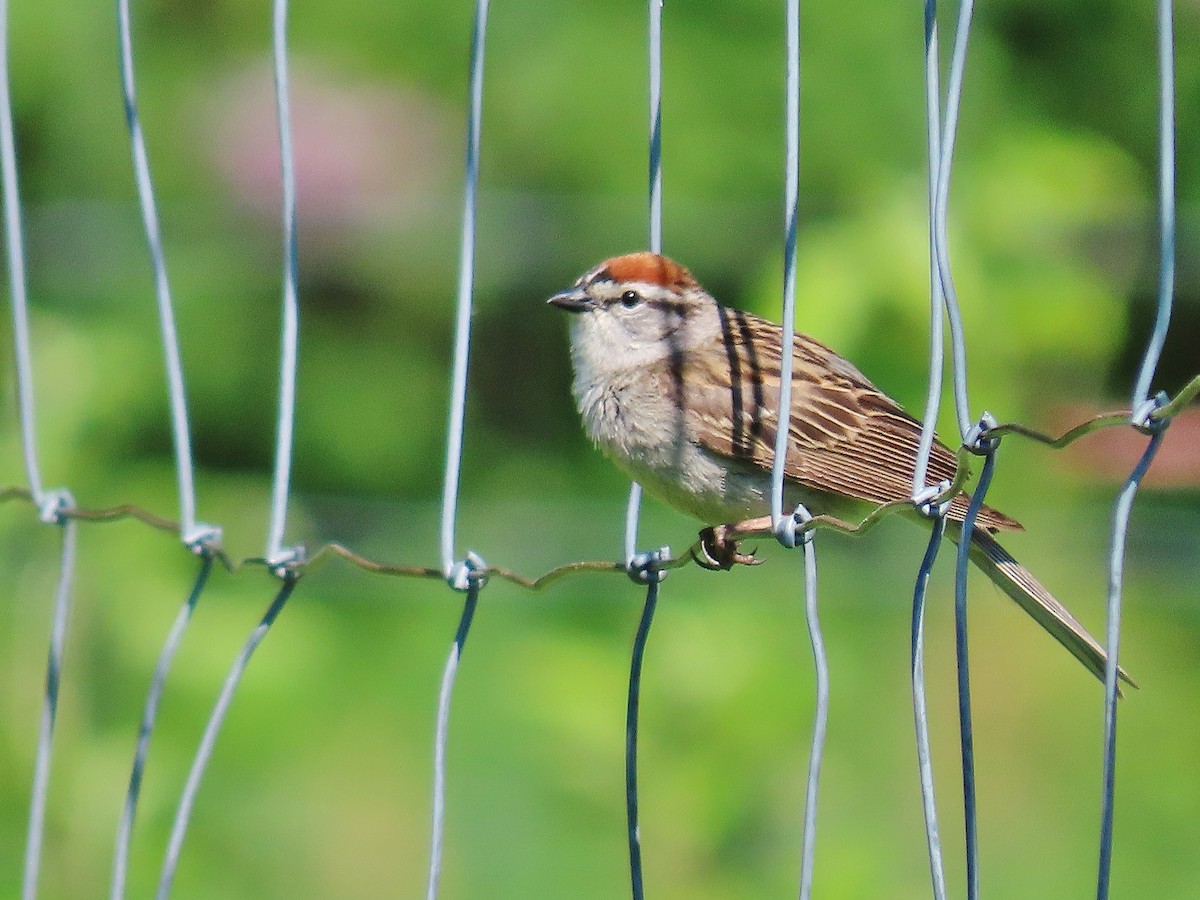 Chipping Sparrow - ML345186651
