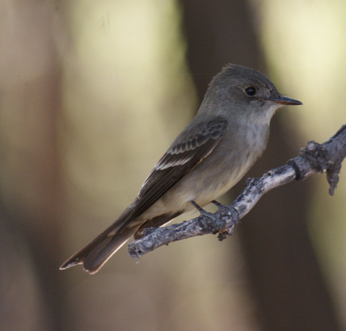 Western Wood-Pewee - ML34518741