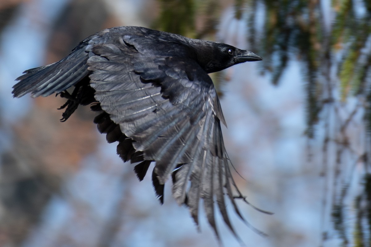 American Crow - Steve McDonald