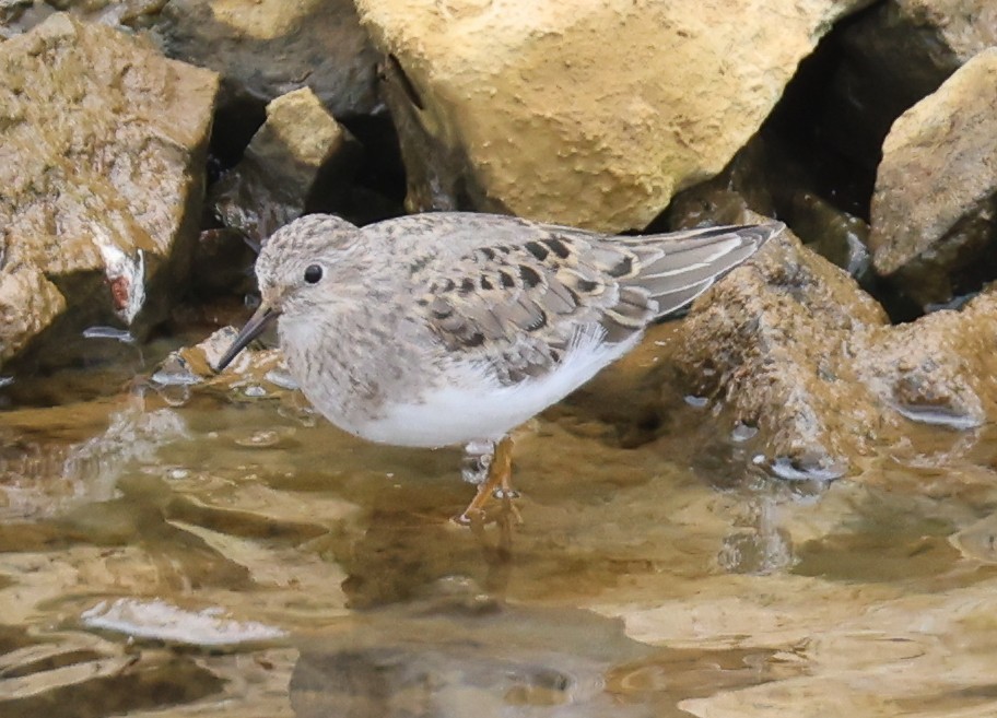 Temminck's Stint - Jordan Roderick