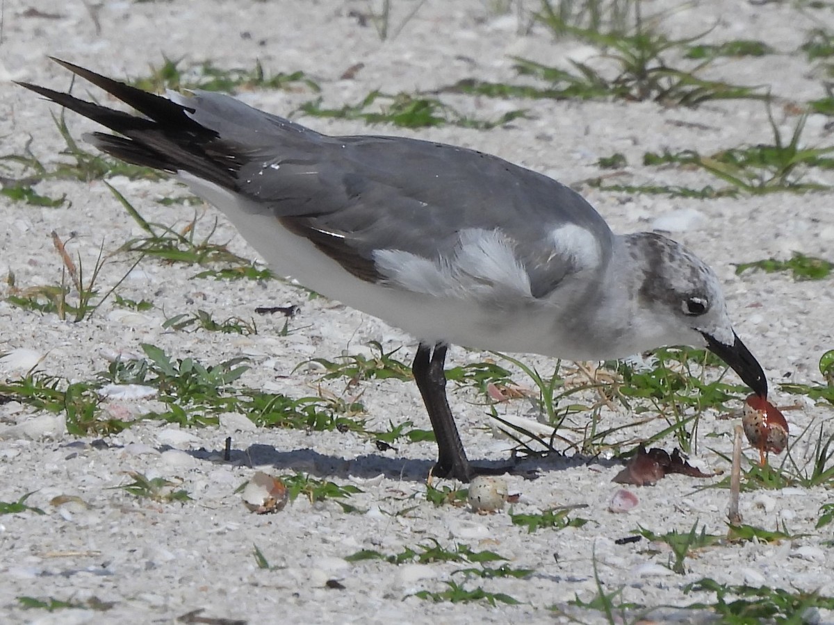 Mouette atricille - ML345190041