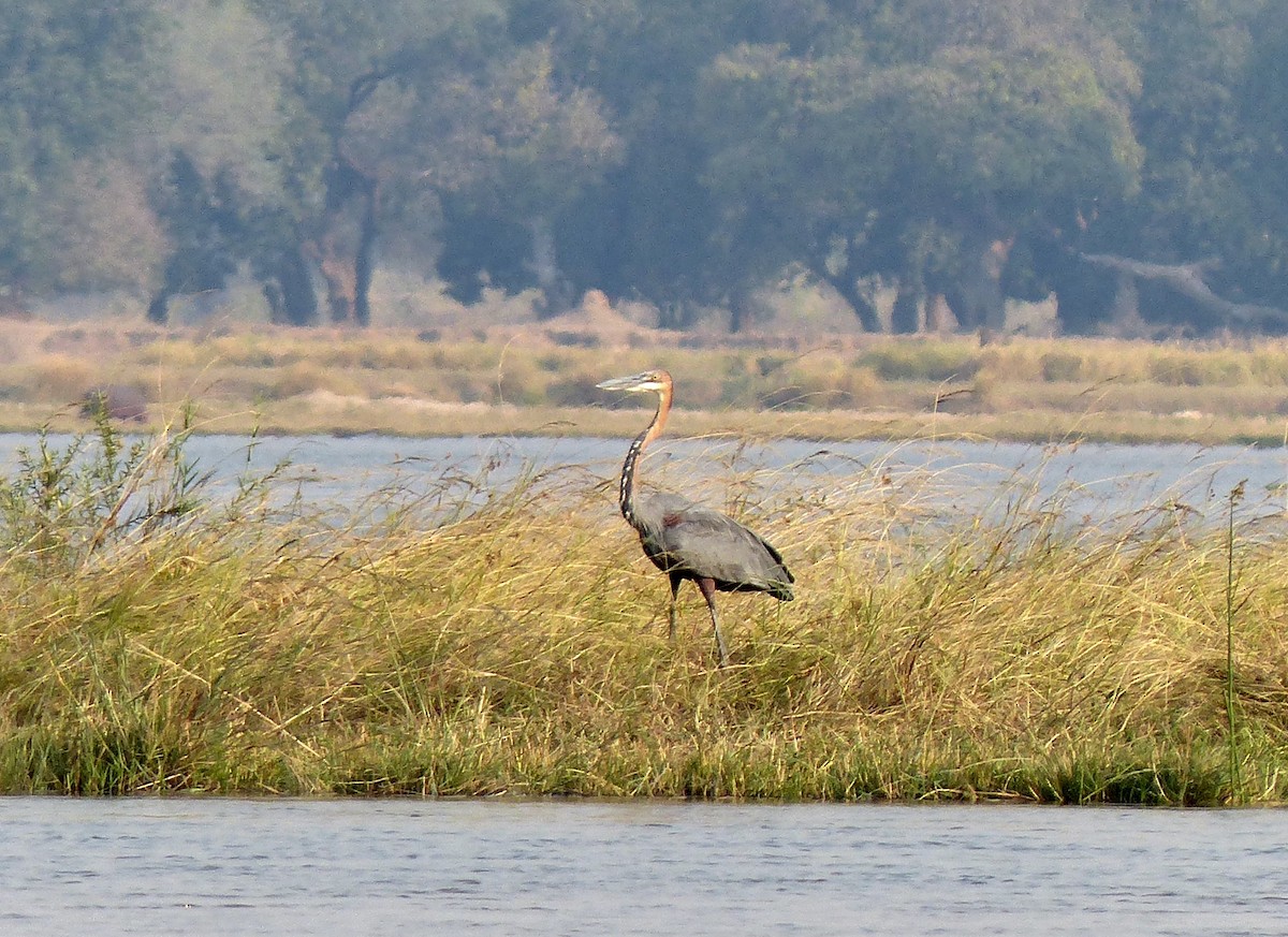 Goliath Heron - ML345191871