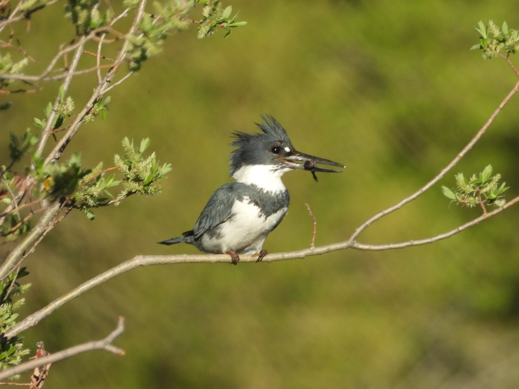 Belted Kingfisher - ML345192181