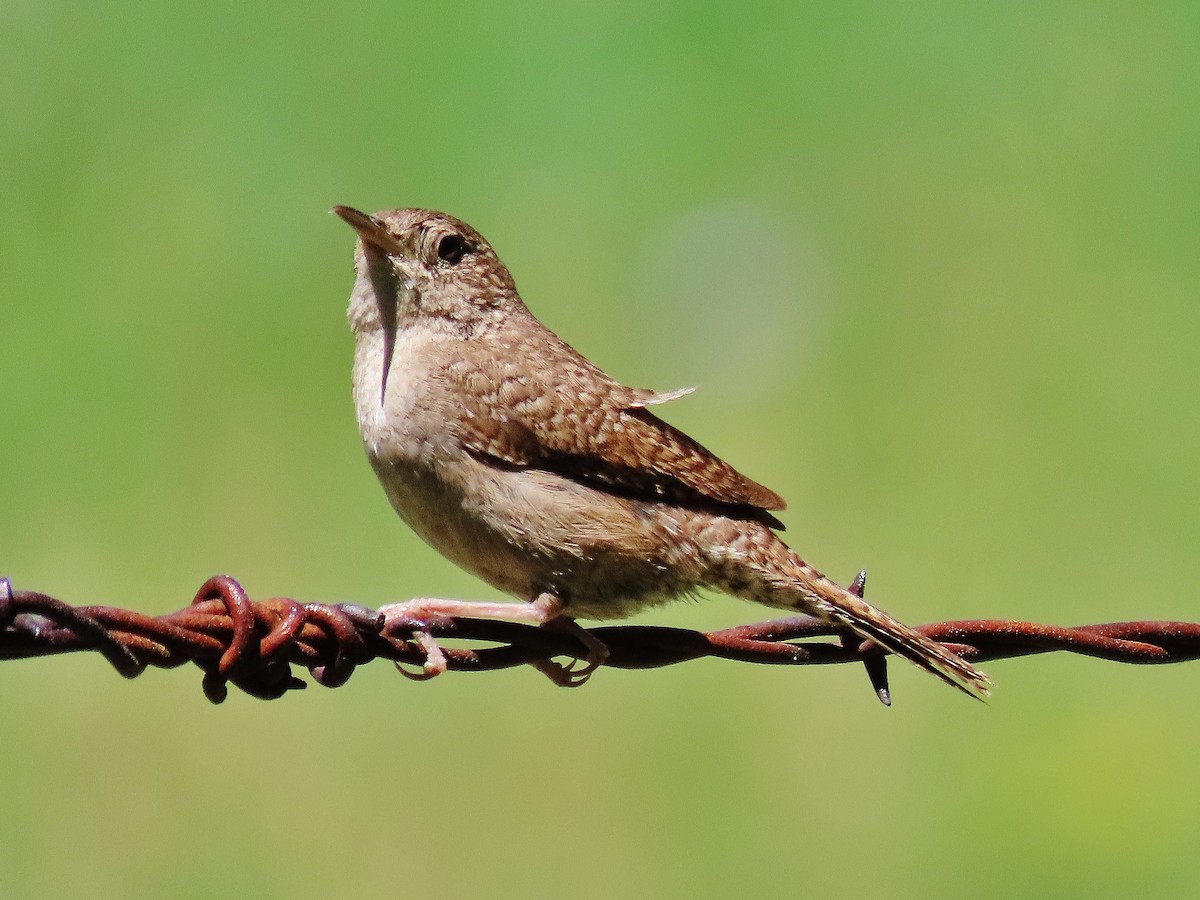 House Wren - ML345192331