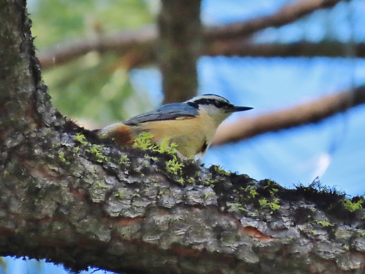 Red-breasted Nuthatch - ML345193231