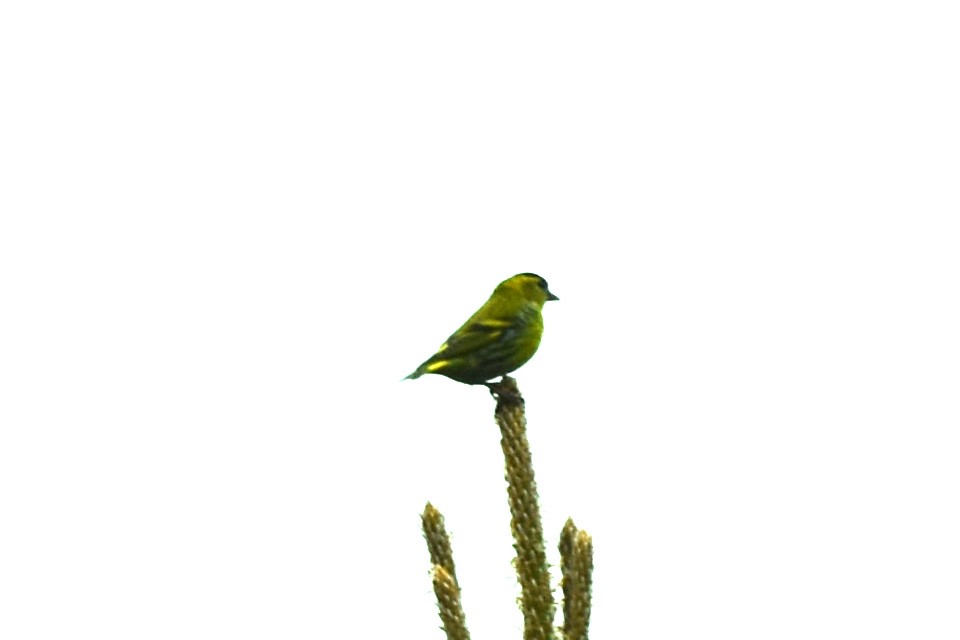 Eurasian Siskin - ML345193431