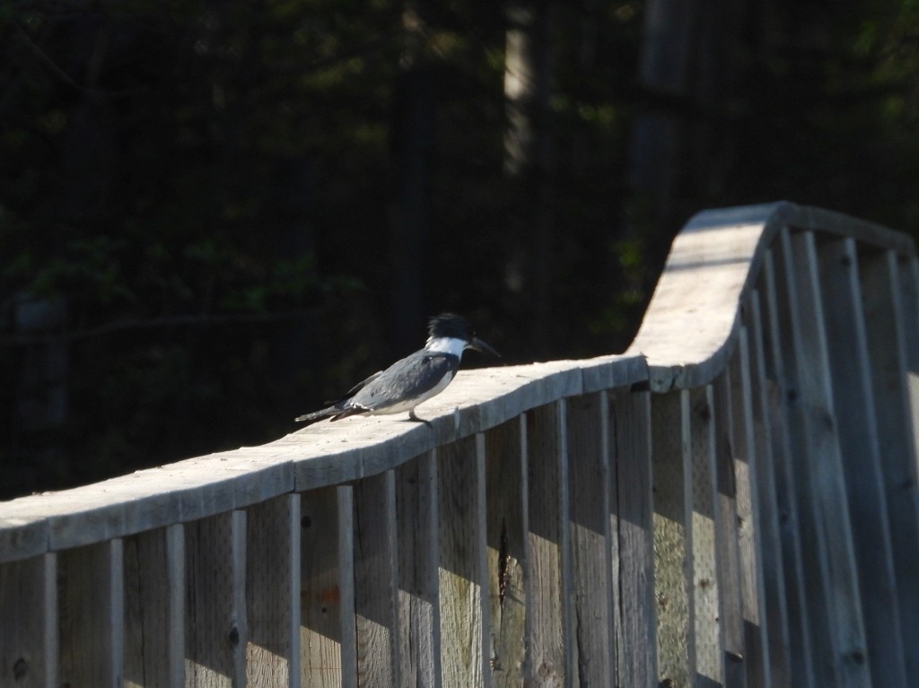 Belted Kingfisher - ML345197081