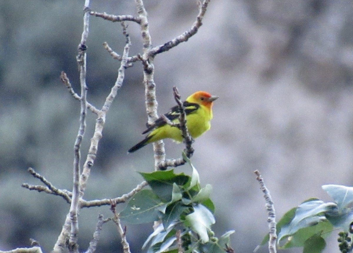 Piranga à tête rouge - ML345197331