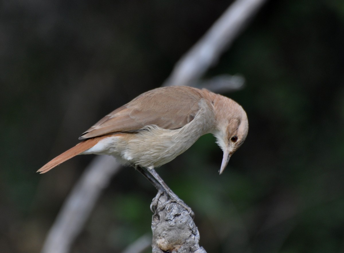 Rufous Hornero - ML345197511