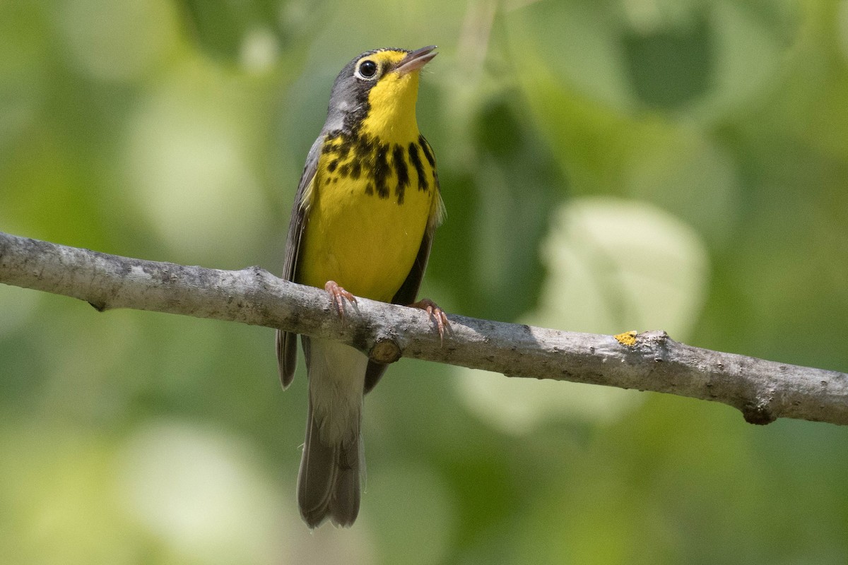 Canada Warbler - ML345197681