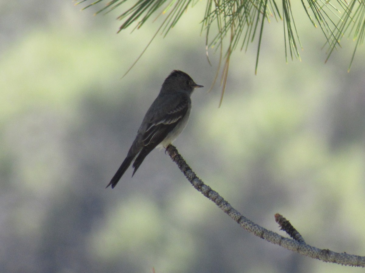 Western Wood-Pewee - ML345197871