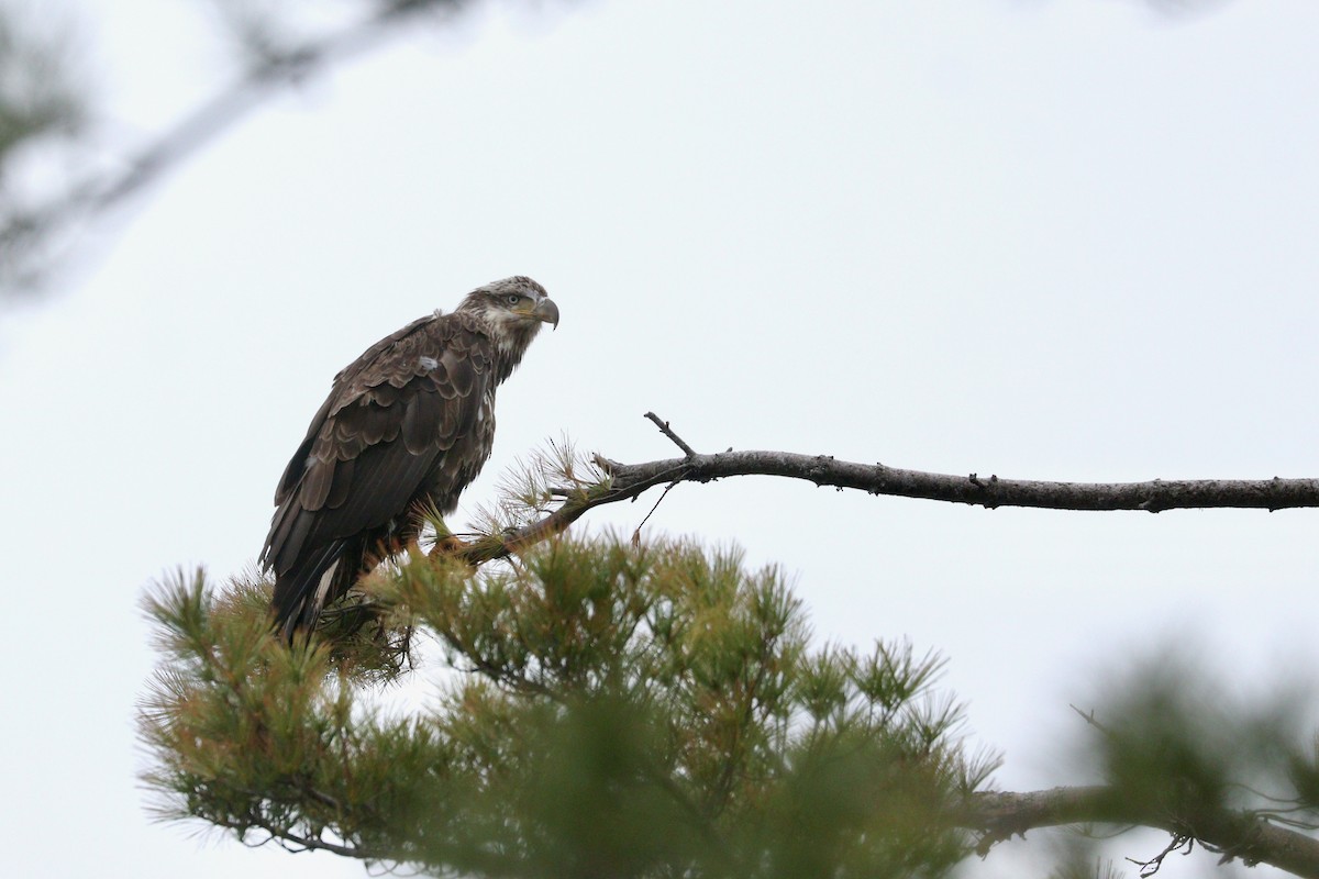 Bald Eagle - ML345199481