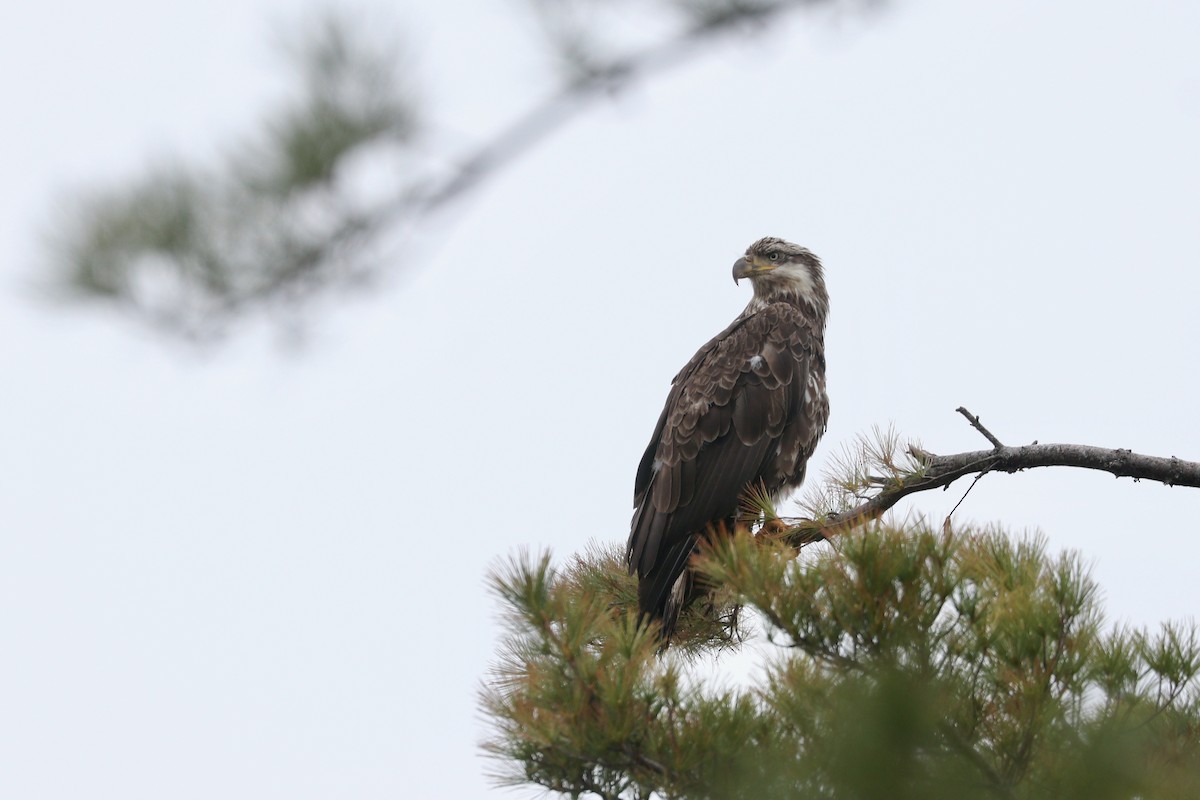 Weißkopf-Seeadler - ML345199511