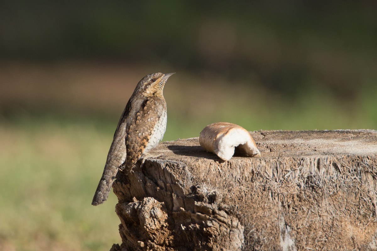 Eurasian Wryneck - Chris Wood