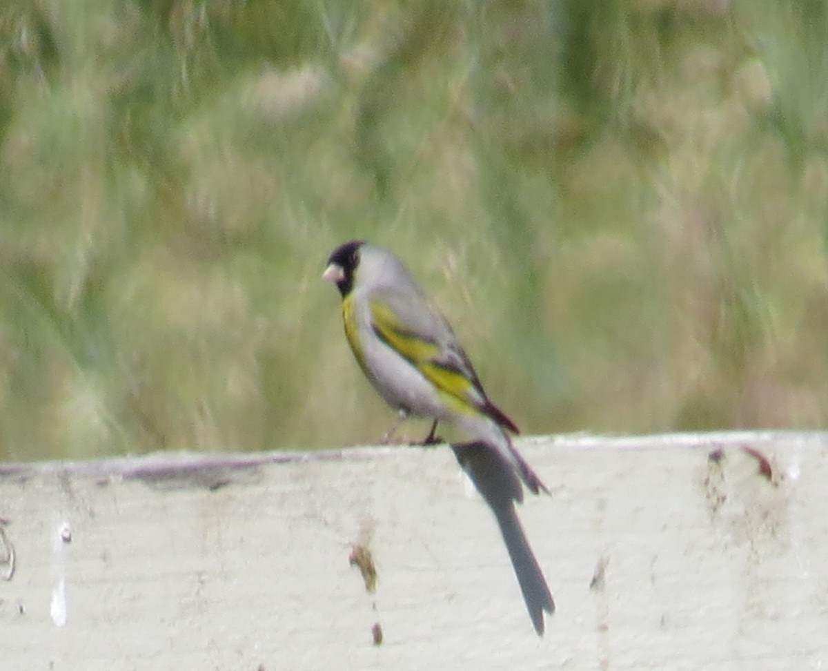 Lawrence's Goldfinch - ML345199811