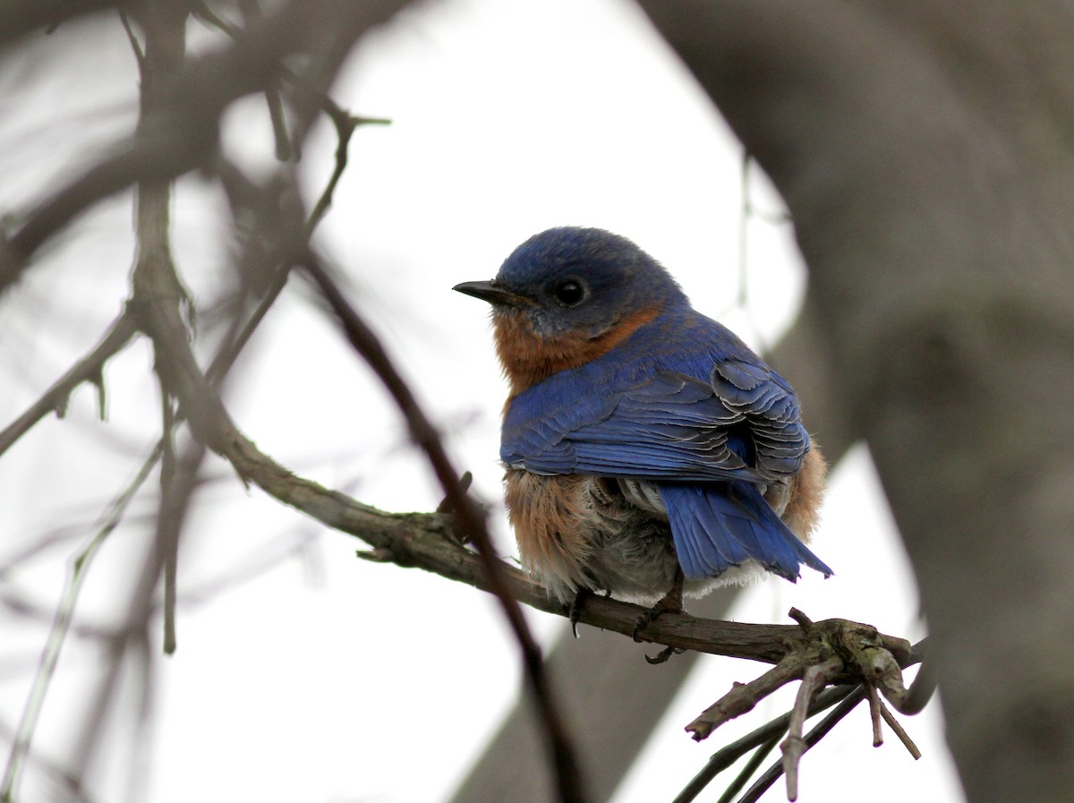 Eastern Bluebird - ML34520011