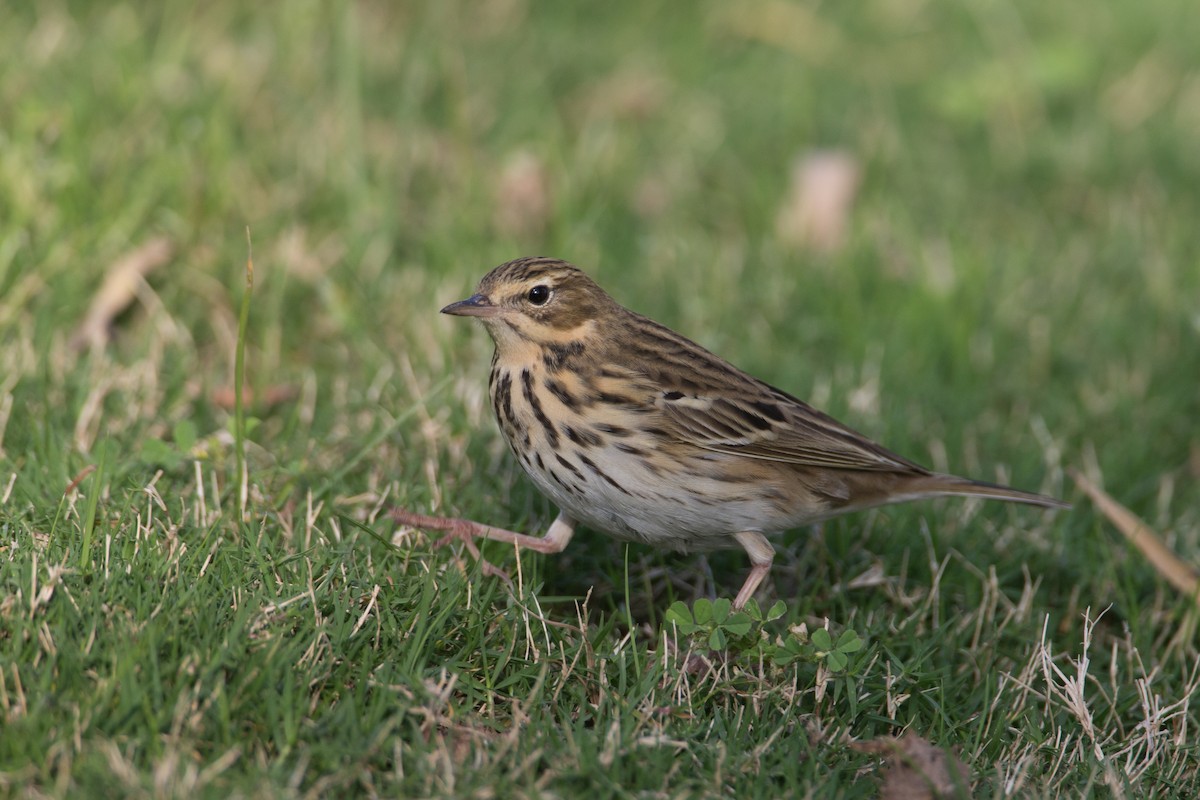 Tree Pipit - ML34520041