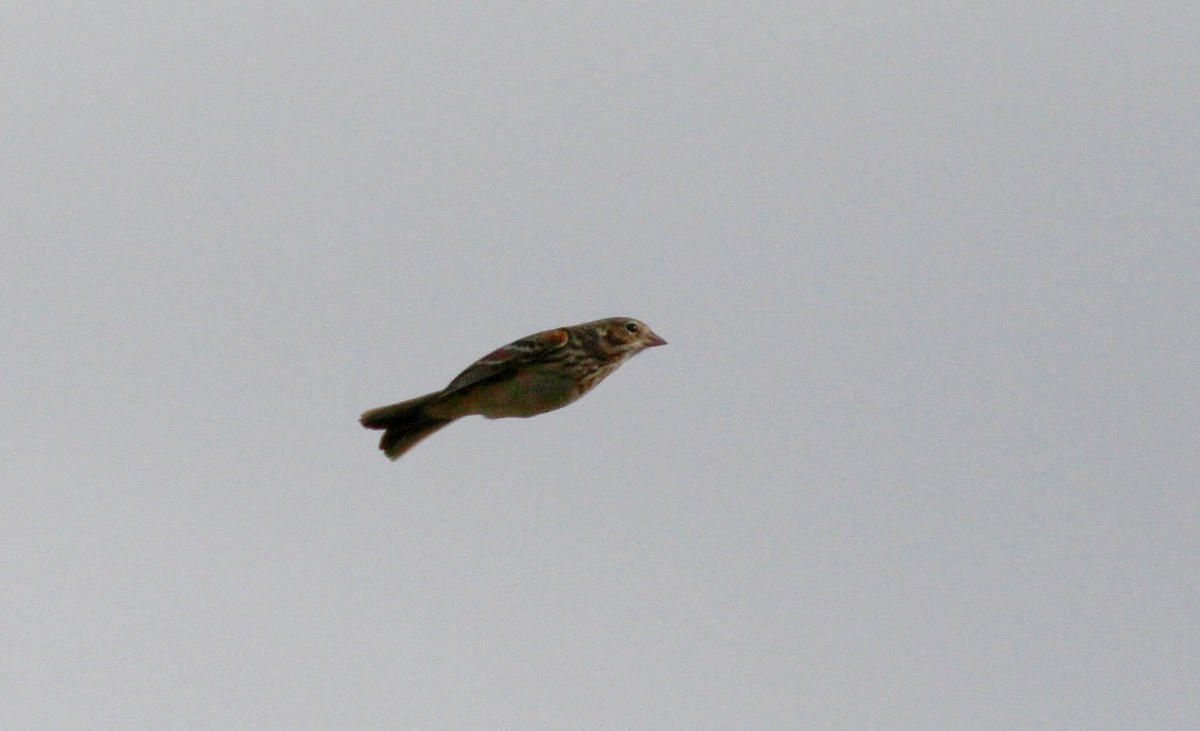 Vesper Sparrow - Jay McGowan