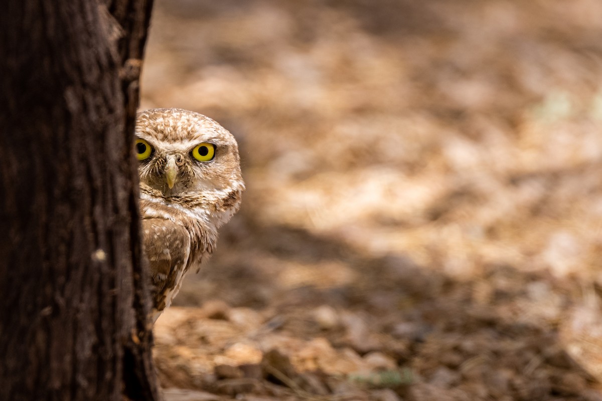 Burrowing Owl - Brad Imhoff