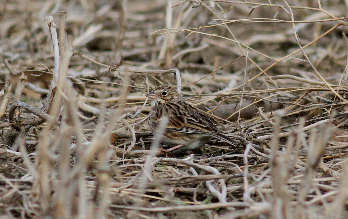 Vesper Sparrow - ML34520231