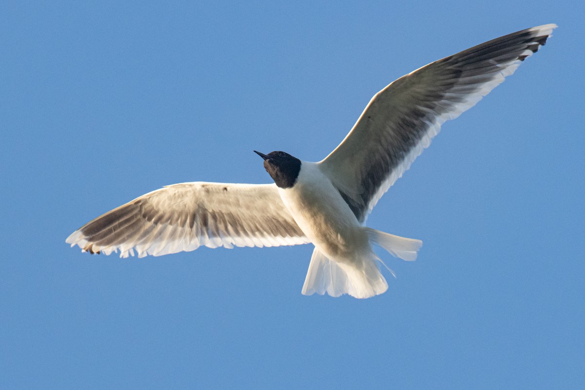 Little Gull - Paul Jones
