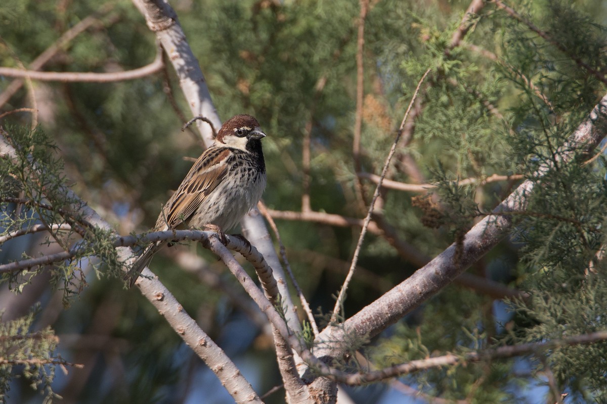 Spanish Sparrow - Chris Wood