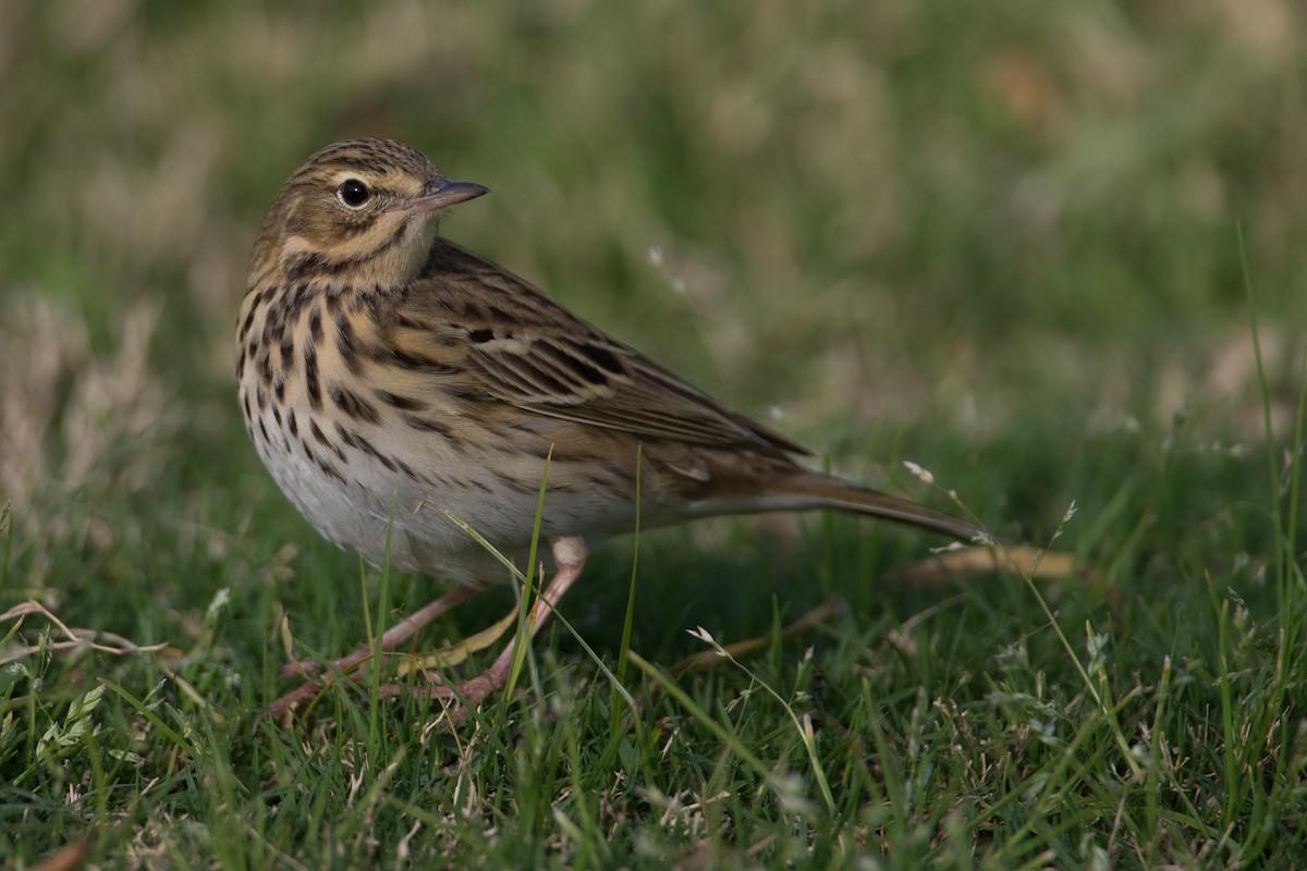 Tree Pipit - ML34520281