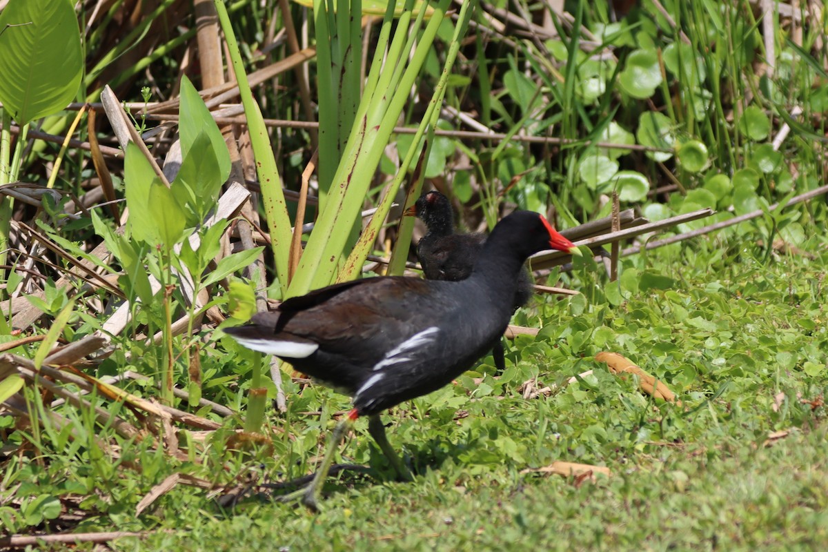 Common Gallinule - ML345203531