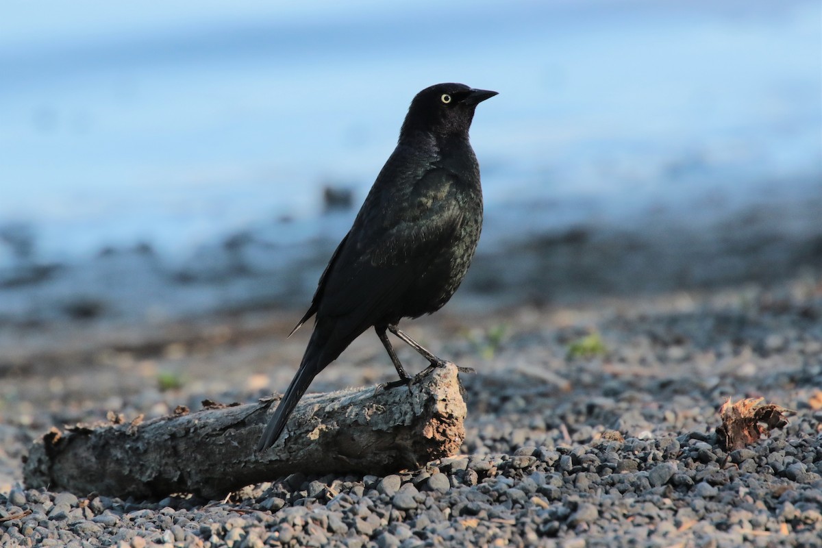 Brewer's Blackbird - ML345203791