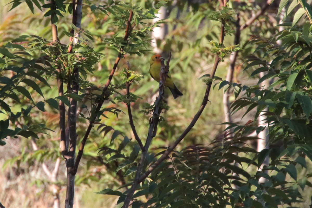 Western Tanager - ML345203811