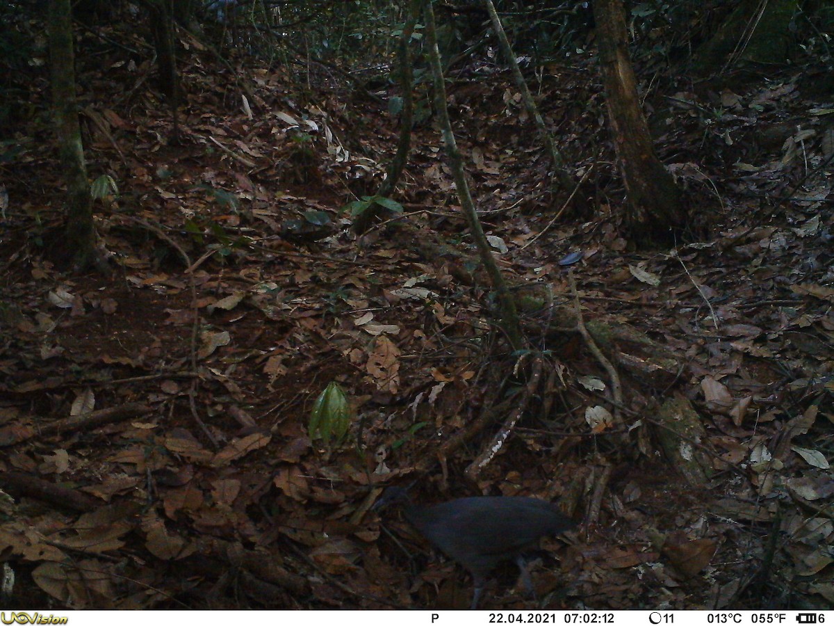 Gray Tinamou - ML345204031