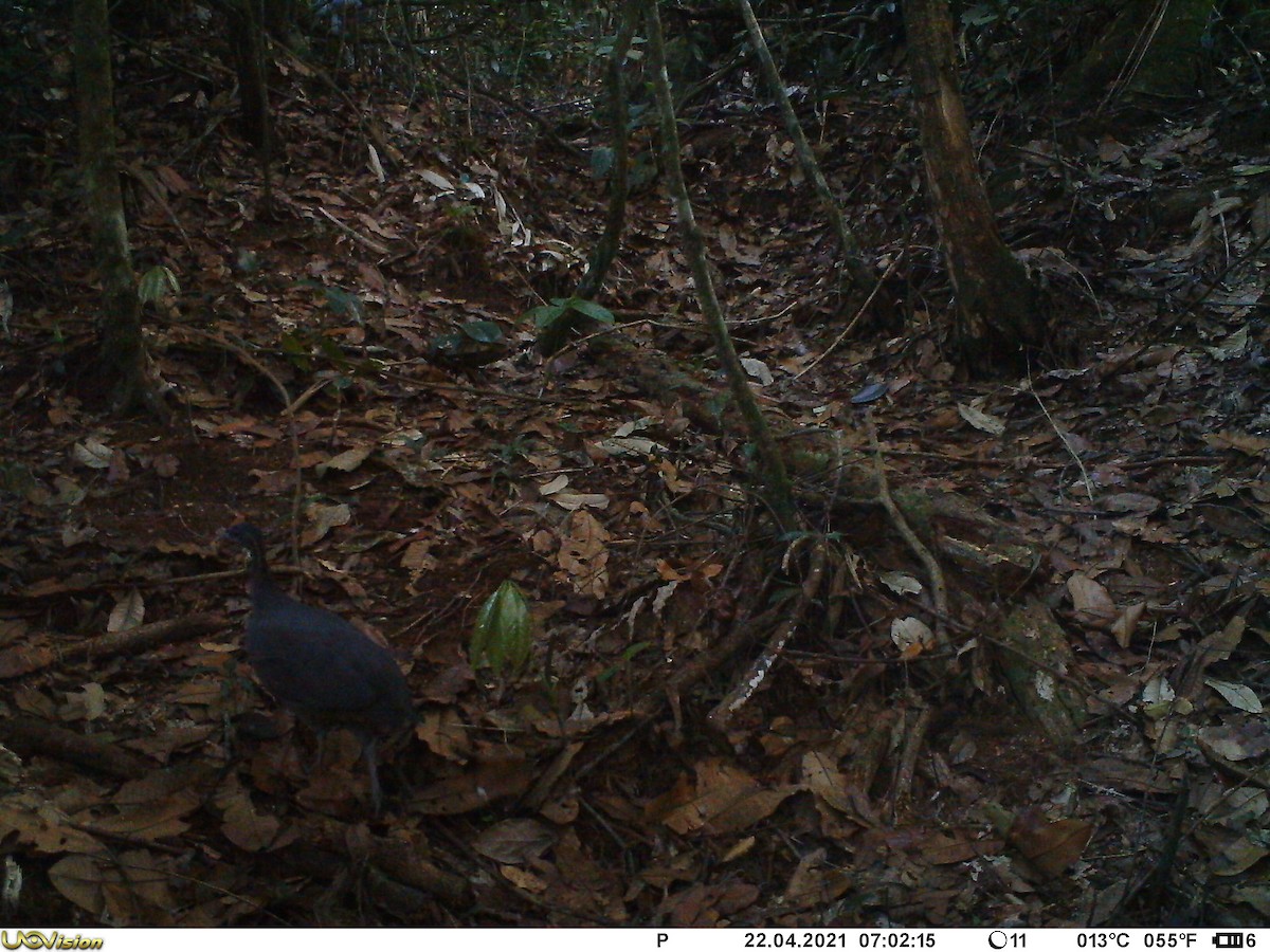 tinama tao - ML345204051