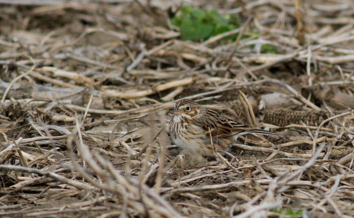 Vesper Sparrow - ML34520431