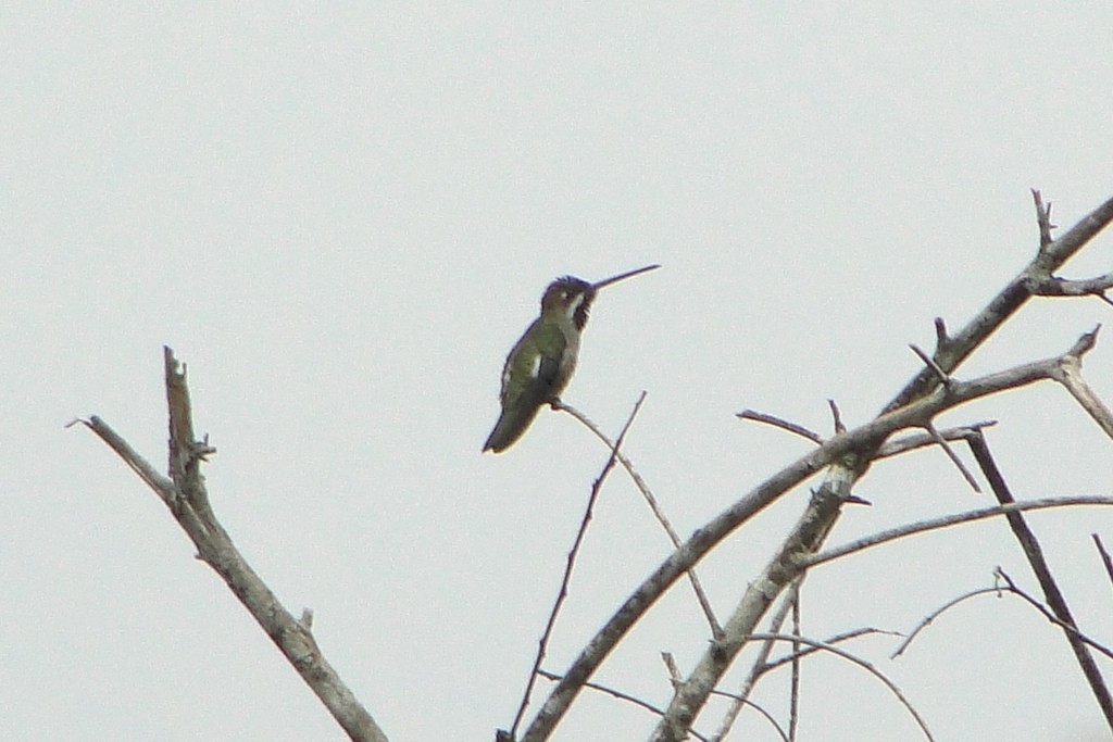 Colibrí Piquilargo - ML34520571