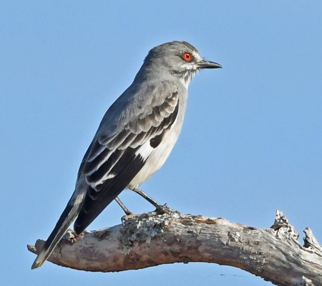 Gray Monjita - ML345206311