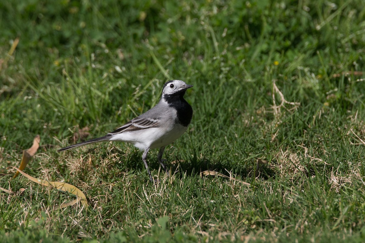 White Wagtail (White-faced) - ML34520731