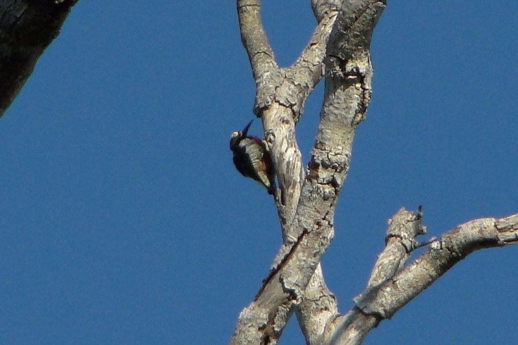 Yellow-tufted Woodpecker - ML34520741